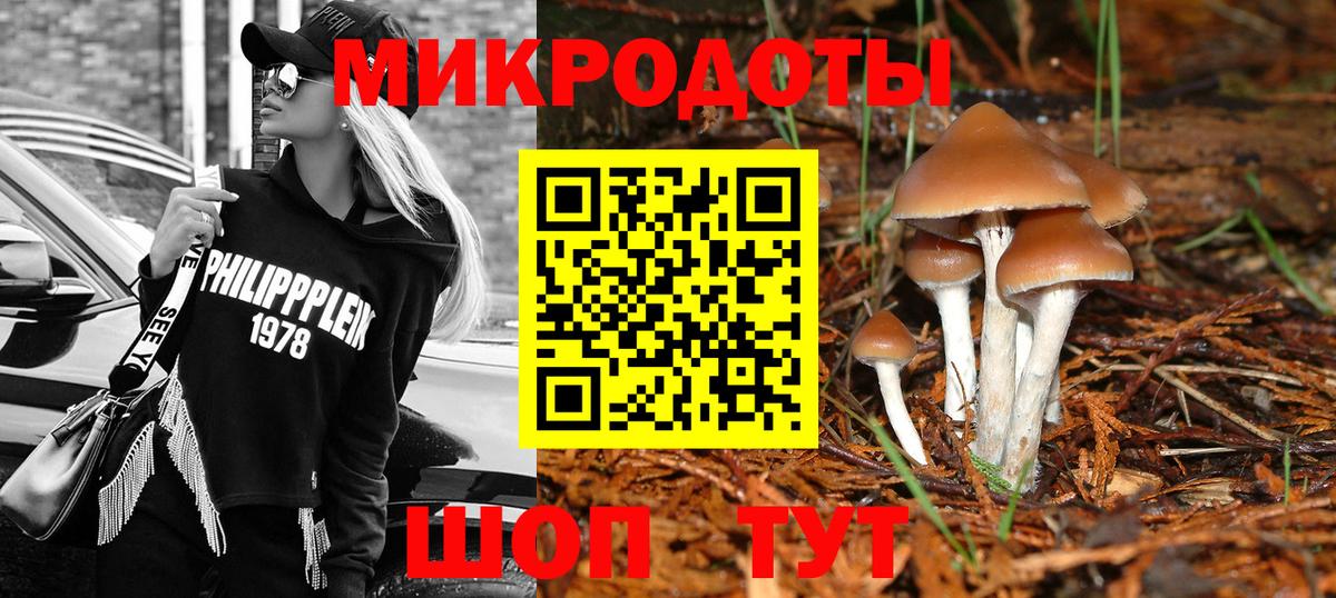 Галлюциногенные грибы Psilocybe Кострома
